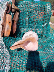 Vintage Horse Conch with Periostracum - 14