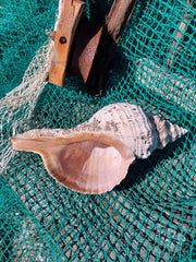 Vintage Horse Conch with Periostracum - 14