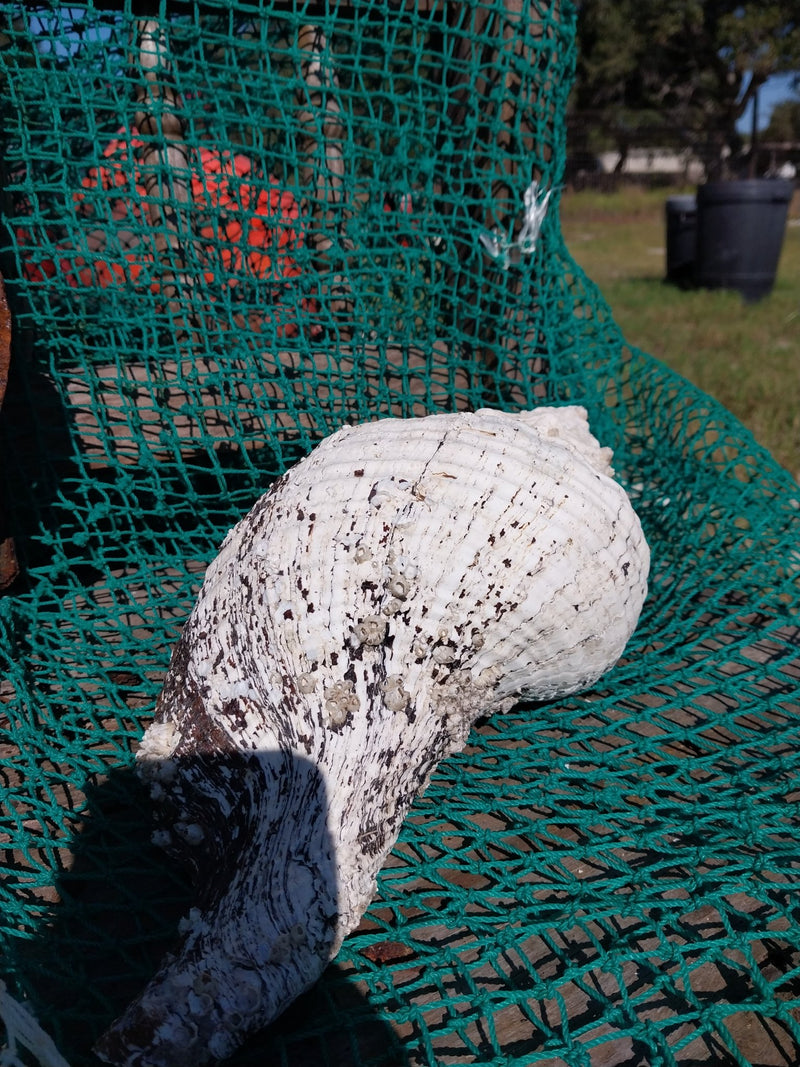 Vintage Horse Conch with Periostracum - 14" - ShellsLoving Coastal Living