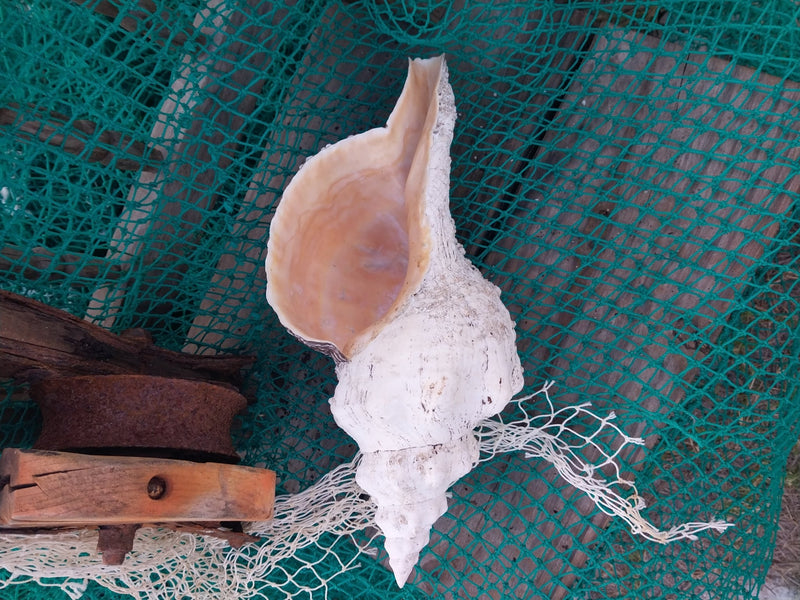 Vintage Horse Conch with Periostracum - 15" - ShellsLoving Coastal Living