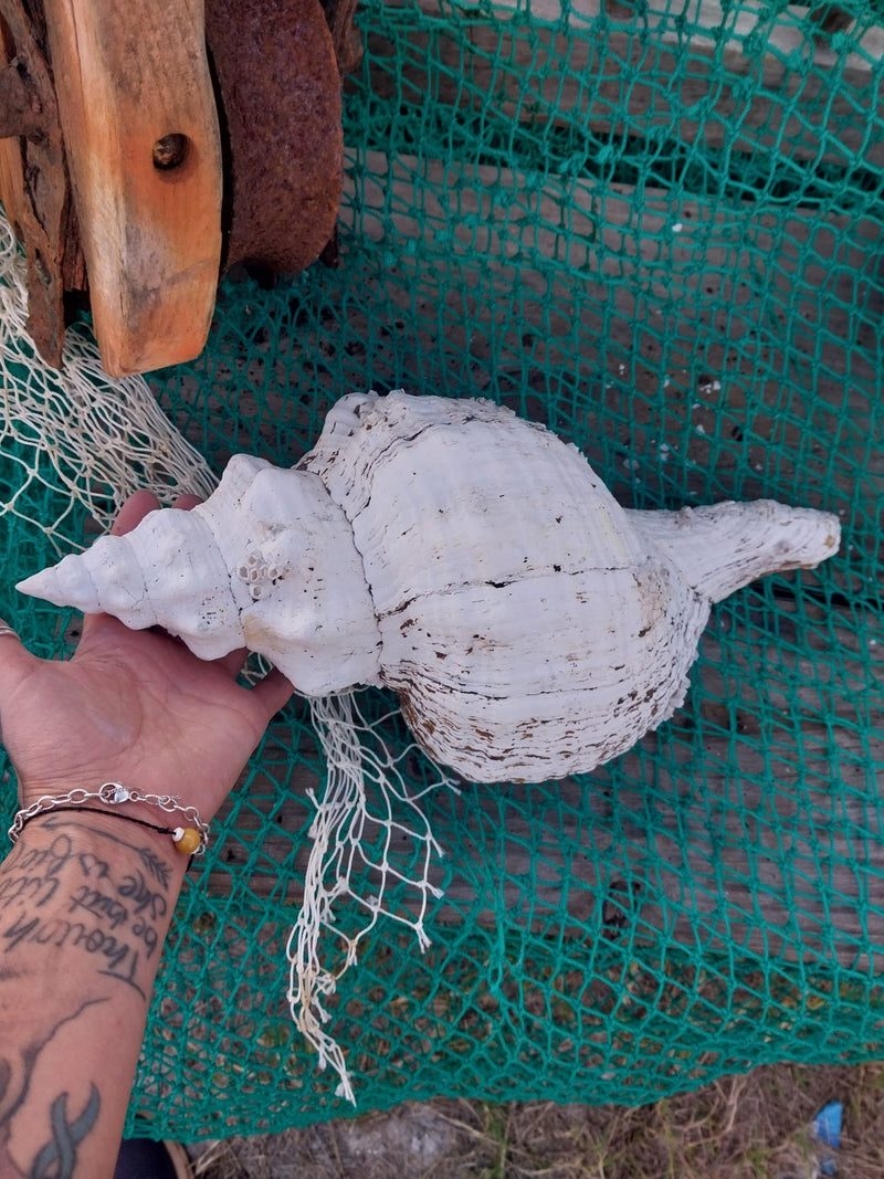 Vintage Horse Conch with Periostracum - 15" - ShellsLoving Coastal Living