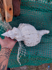 Vintage Horse Conch with Periostracum - 15