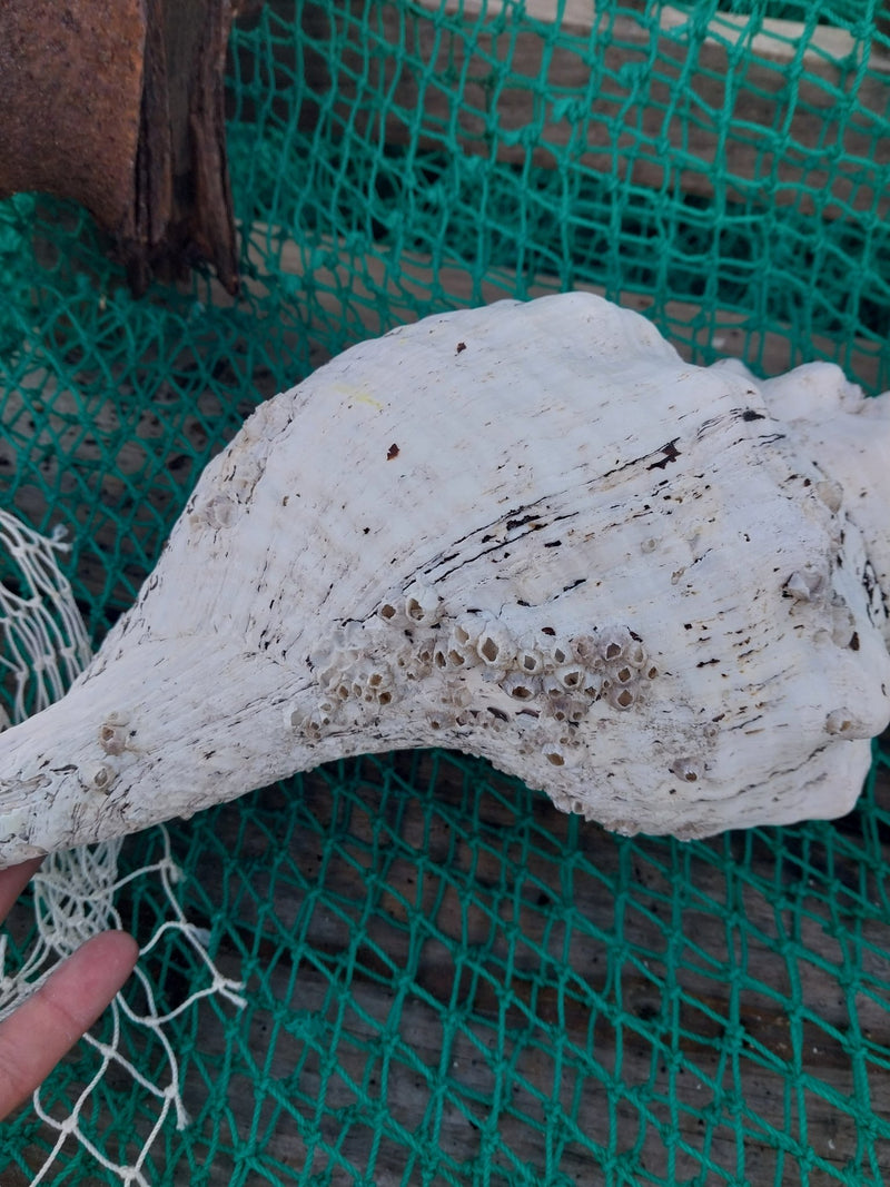 Vintage Horse Conch with Periostracum - 15" - ShellsLoving Coastal Living