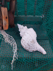 Vintage Horse Conch with Periostracum - 15