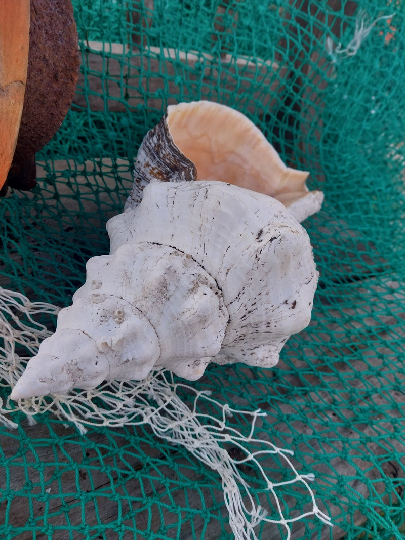 Vintage Horse Conch with Periostracum - 15" - ShellsLoving Coastal Living