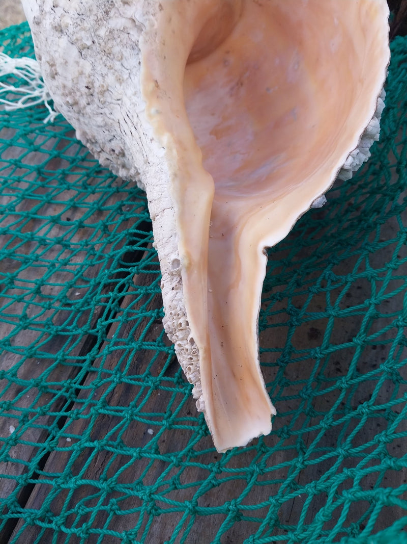 Vintage Horse Conch with Periostracum - 15" - ShellsLoving Coastal Living