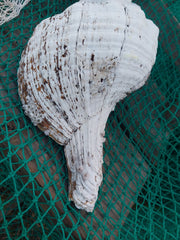 Vintage Horse Conch with Periostracum - 15