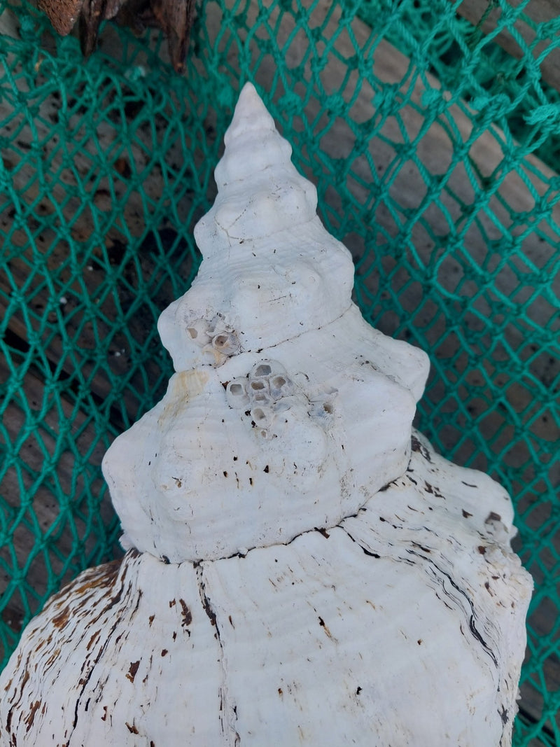 Vintage Horse Conch with Periostracum - 15" - ShellsLoving Coastal Living