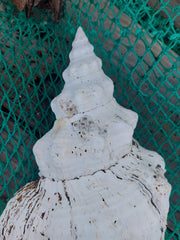 Vintage Horse Conch with Periostracum - 15