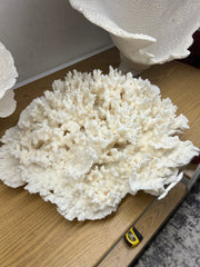Vintage Merulina Coral - 20