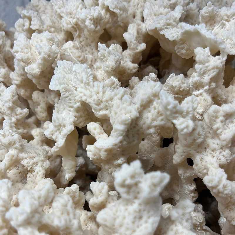 Vintage Merulina Coral - 20" - coralTideline