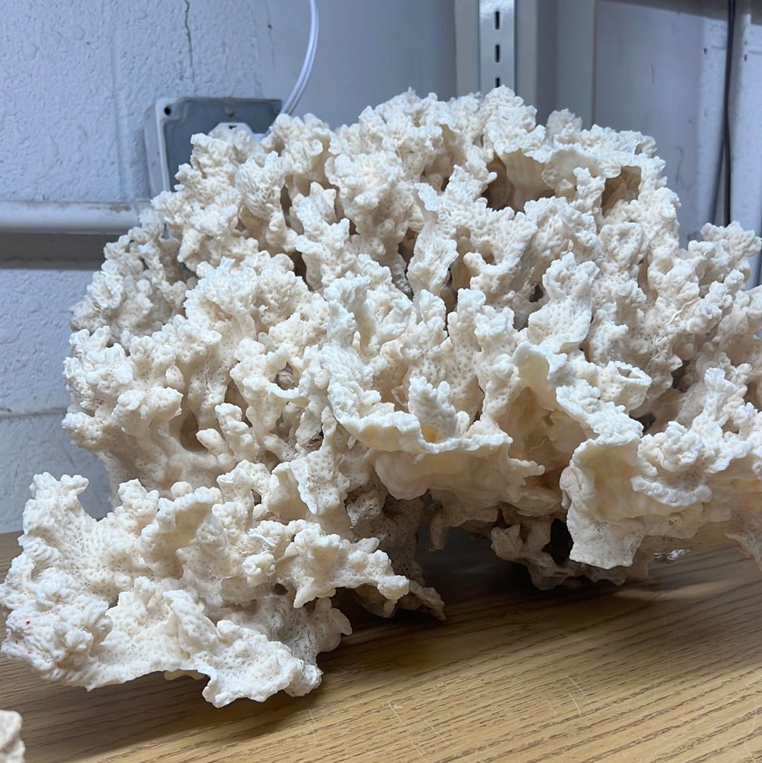 Vintage Merulina Coral- 20