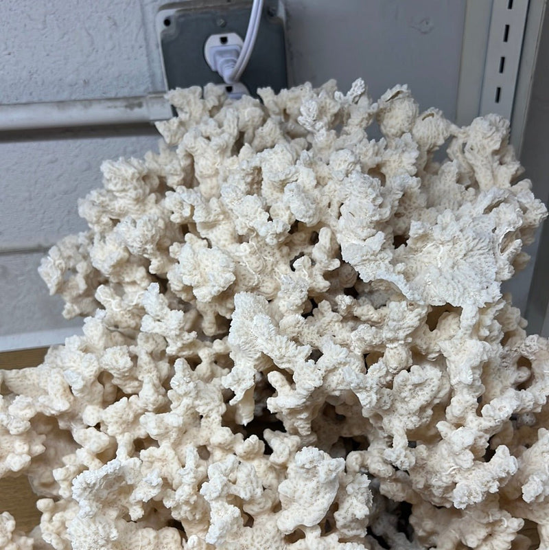 Vintage Merulina Coral - 20" - coralTideline