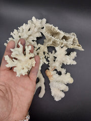 Vintage Mini White Coral - Loving Coastal Living