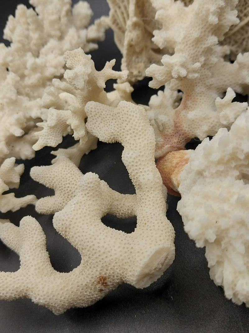 Vintage Mini White Coral - Loving Coastal Living
