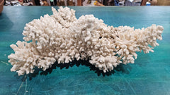 Vintage Natural Branch Coral – Large Display Piece – 16.5” x 11.25” x 7” - CoralLoving Coastal Living
