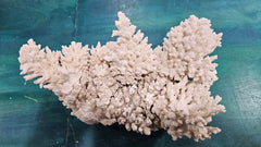 Vintage Natural Branch Coral – Large Display Piece – 16.5” x 11.25” x 7” - CoralLoving Coastal Living