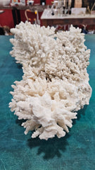 Vintage Natural Branch Coral – Large Display Piece – 16.5” x 11.25” x 7” - CoralLoving Coastal Living