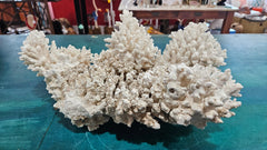 Vintage Natural Branch Coral – Large Display Piece – 16.5” x 11.25” x 7” - CoralLoving Coastal Living