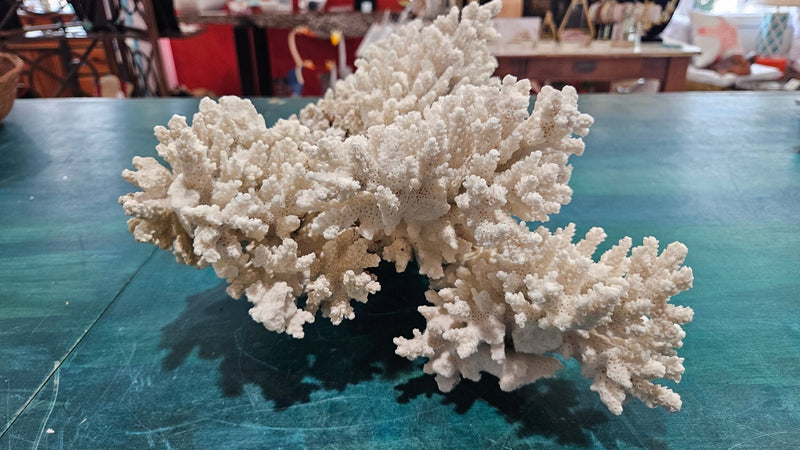 Vintage Natural Branch Coral – Large Display Piece – 16.5” x 11.25” x 7” - CoralLoving Coastal Living