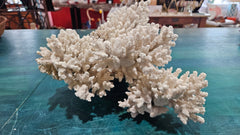Vintage Natural Branch Coral – Large Display Piece – 16.5” x 11.25” x 7” - CoralLoving Coastal Living