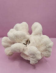 Vintage Natural Cauliflower Coral – Coastal Display Piece – 9” x 7.5” x 4.5” - CoralLoving Coastal Living