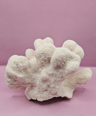Vintage Natural Cauliflower Coral – Coastal Display Piece – 9” x 7.5” x 4.5” - CoralLoving Coastal Living