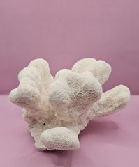 Vintage Natural Cauliflower Coral – Coastal Display Piece – 9” x 7.5” x 4.5” - CoralLoving Coastal Living