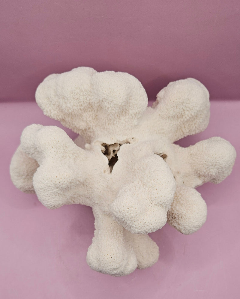 Vintage Natural Cauliflower Coral – Coastal Display Piece – 9” x 7.5” x 4.5” - CoralLoving Coastal Living