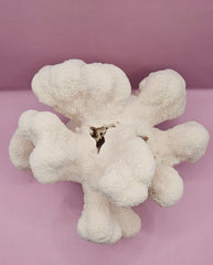 Vintage Natural Cauliflower Coral – Coastal Display Piece – 9” x 7.5” x 4.5” - CoralLoving Coastal Living