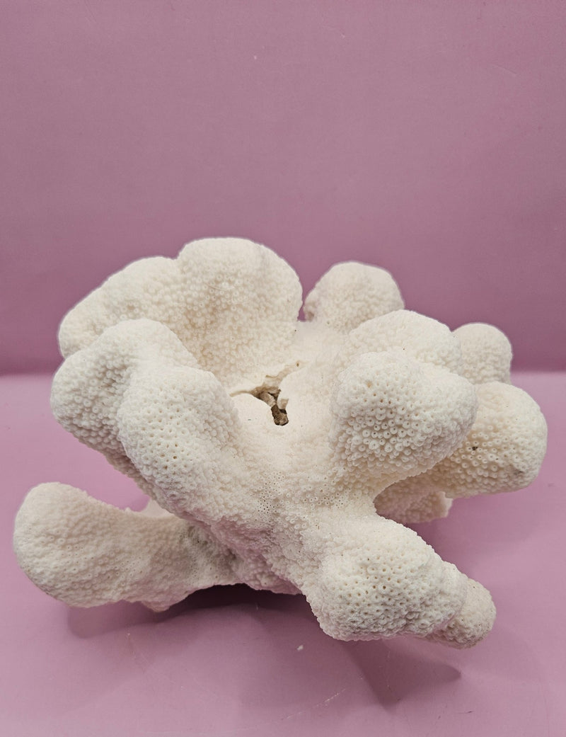 Vintage Natural Cauliflower Coral – Coastal Display Piece – 9” x 7.5” x 4.5” - CoralLoving Coastal Living