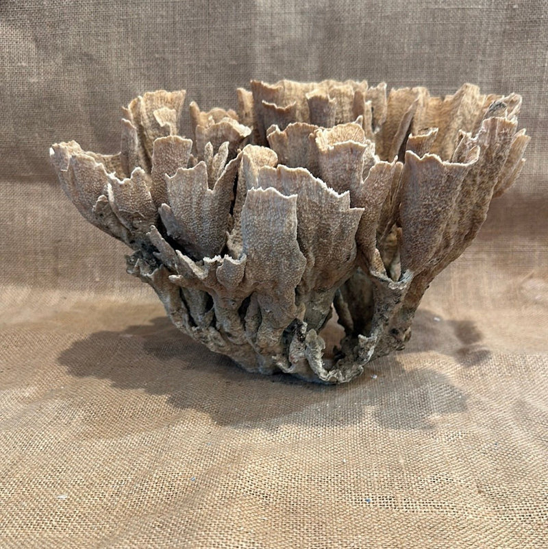 Vintage Natural Poca Coral - 12"x9"x7.5" - coralTideline