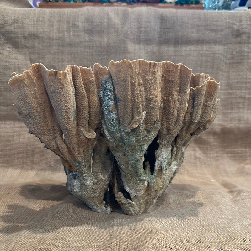 Vintage Natural Poca Coral - 12"x9"x7.5" - coralTideline