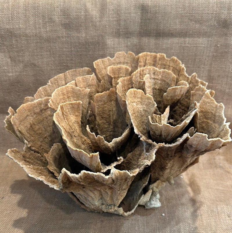 Vintage Natural Poca Coral - 14"x12"x10" - coralTideline