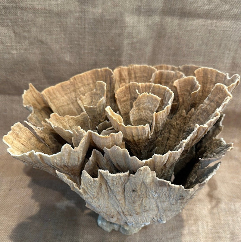 Vintage Natural Poca Coral - 14"x12"x10" - coralTideline