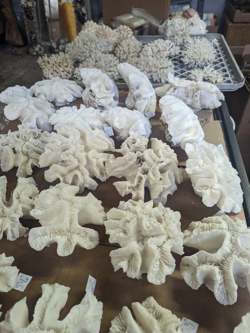 Vintage Open Brain Coral - Loving Coastal Living