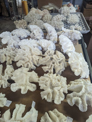 Vintage Open Brain Coral - Loving Coastal Living