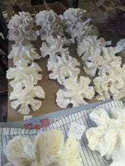 Vintage Open Brain Coral - Loving Coastal Living