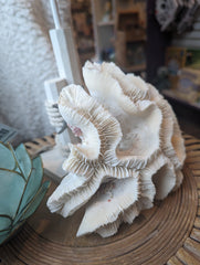 Vintage Open Brain Coral - 8