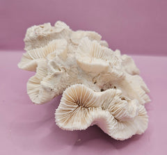 Vintage Open Brain Coral Decorative Piece - 7.5