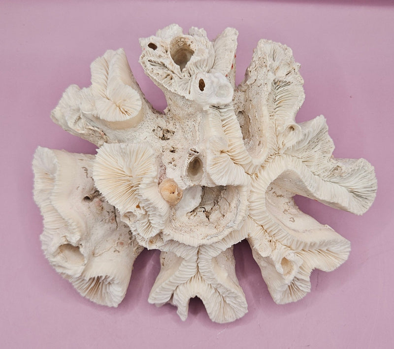 Vintage Open Brain Coral Decorative Piece - 7.5"x6.5"x3.5" - CoralLoving Coastal Living