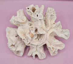 Vintage Open Brain Coral Decorative Piece - 7.5