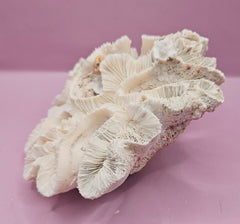 Vintage Open Brain Coral Decorative Piece - 7.5