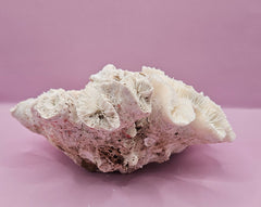 Vintage Open Brain Coral Decorative Piece - 7.5