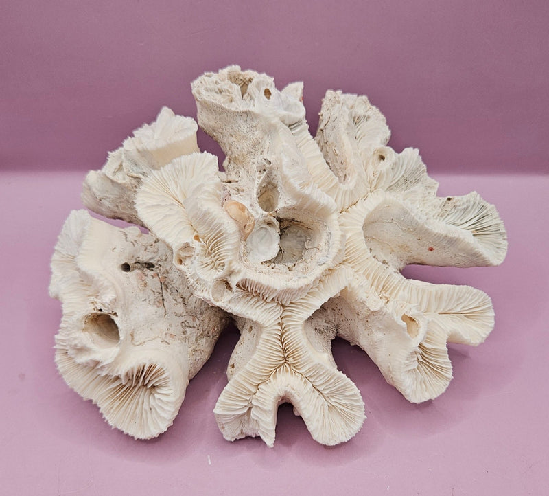 Vintage Open Brain Coral Decorative Piece - 7.5"x6.5"x3.5" - CoralLoving Coastal Living