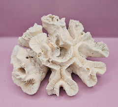 Vintage Open Brain Coral Decorative Piece - 7.5