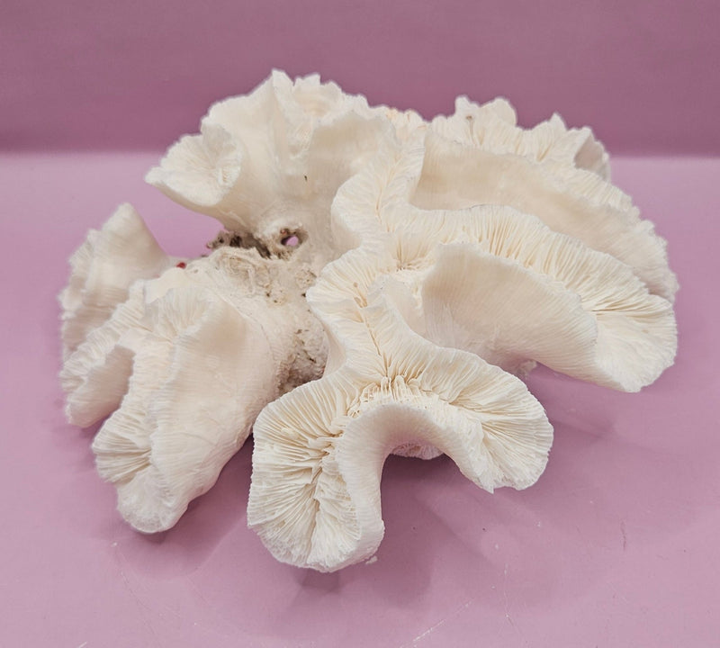 Vintage Open Brain Coral Decorative Piece - 8.5"x6"x3.25" - CoralLoving Coastal Living