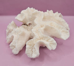 Vintage Open Brain Coral Decorative Piece - 8.5