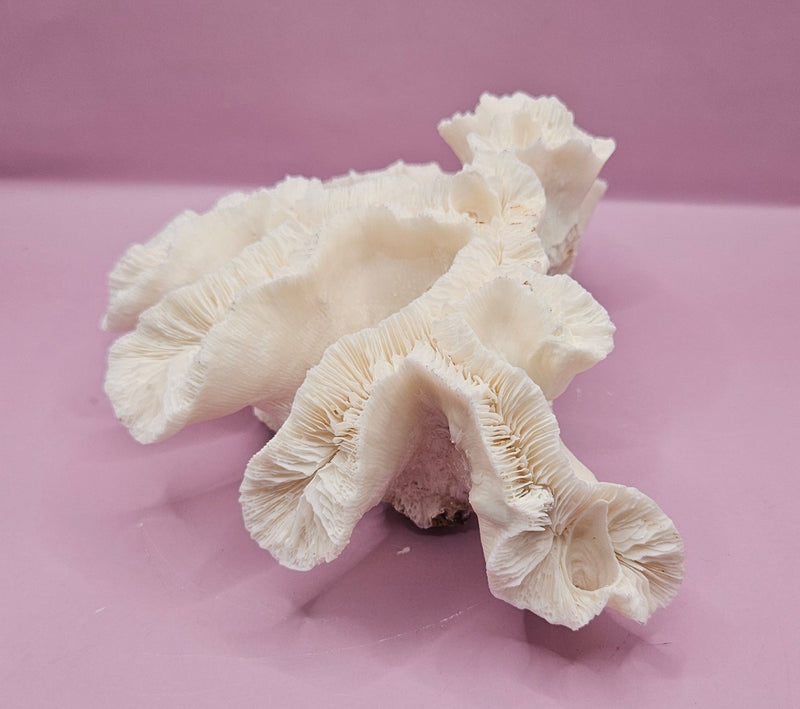 Vintage Open Brain Coral Decorative Piece - 8.5"x6"x3.25" - CoralLoving Coastal Living