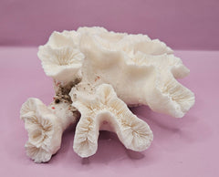 Vintage Open Brain Coral Decorative Piece - 8.5